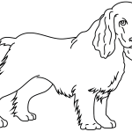 Coloriage chien cocker  Coercibleness