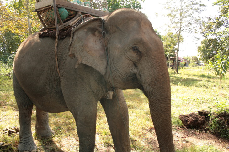 Disegno di Elefante asiatico da colorare