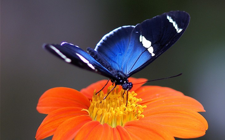 Papillon fleur