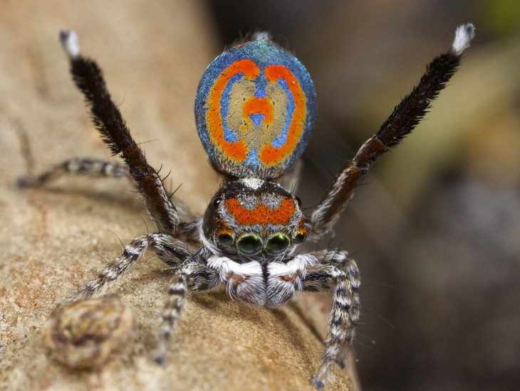 Araignée couleur