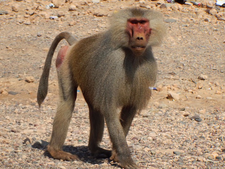 Free Baboon