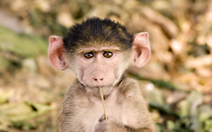 Baby Baboon