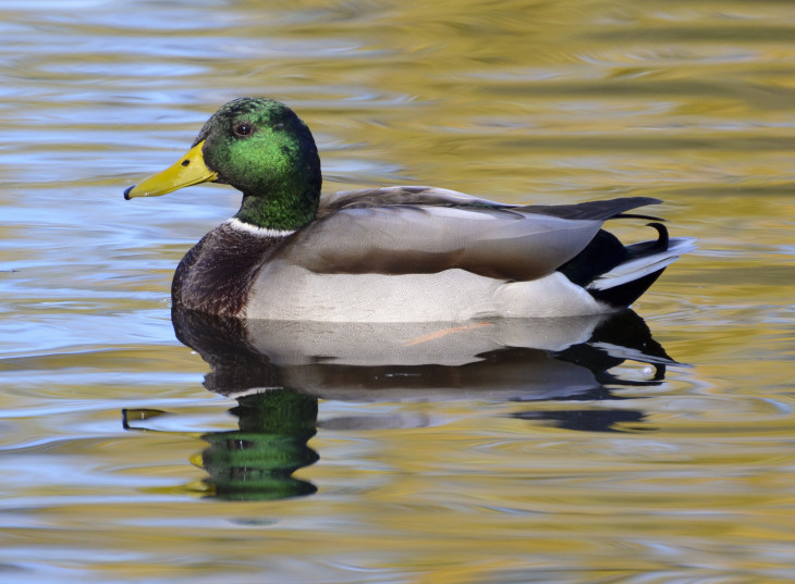 Canard