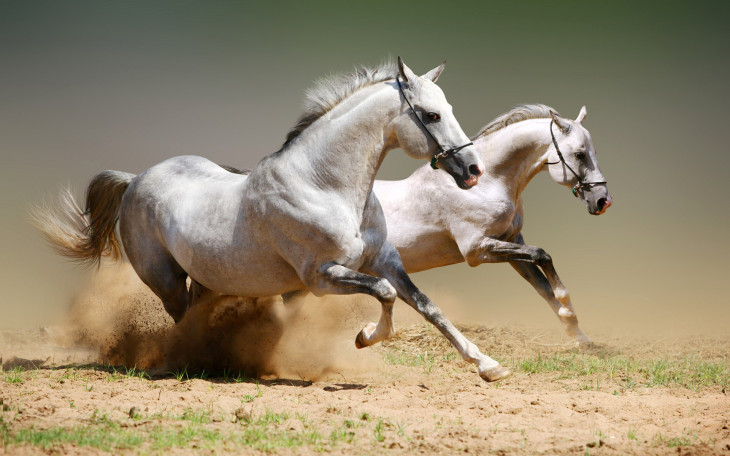 Disegno di Cavallo al galoppo libero da colorare