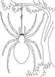 Spider coloring page