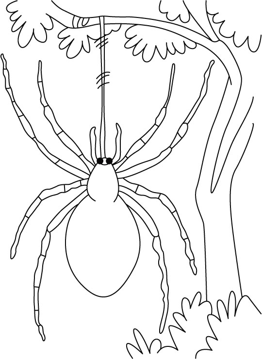 Spider coloring page