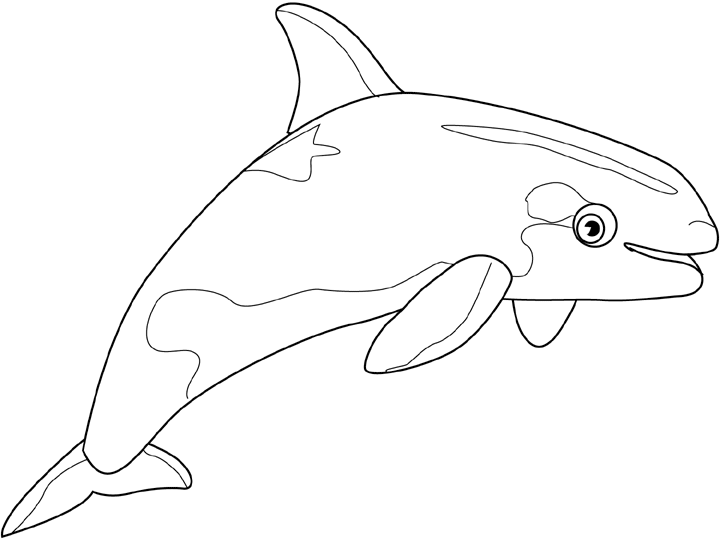 Disegno di Balena Beluga da colorare 2