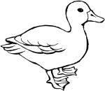 Duck coloring page