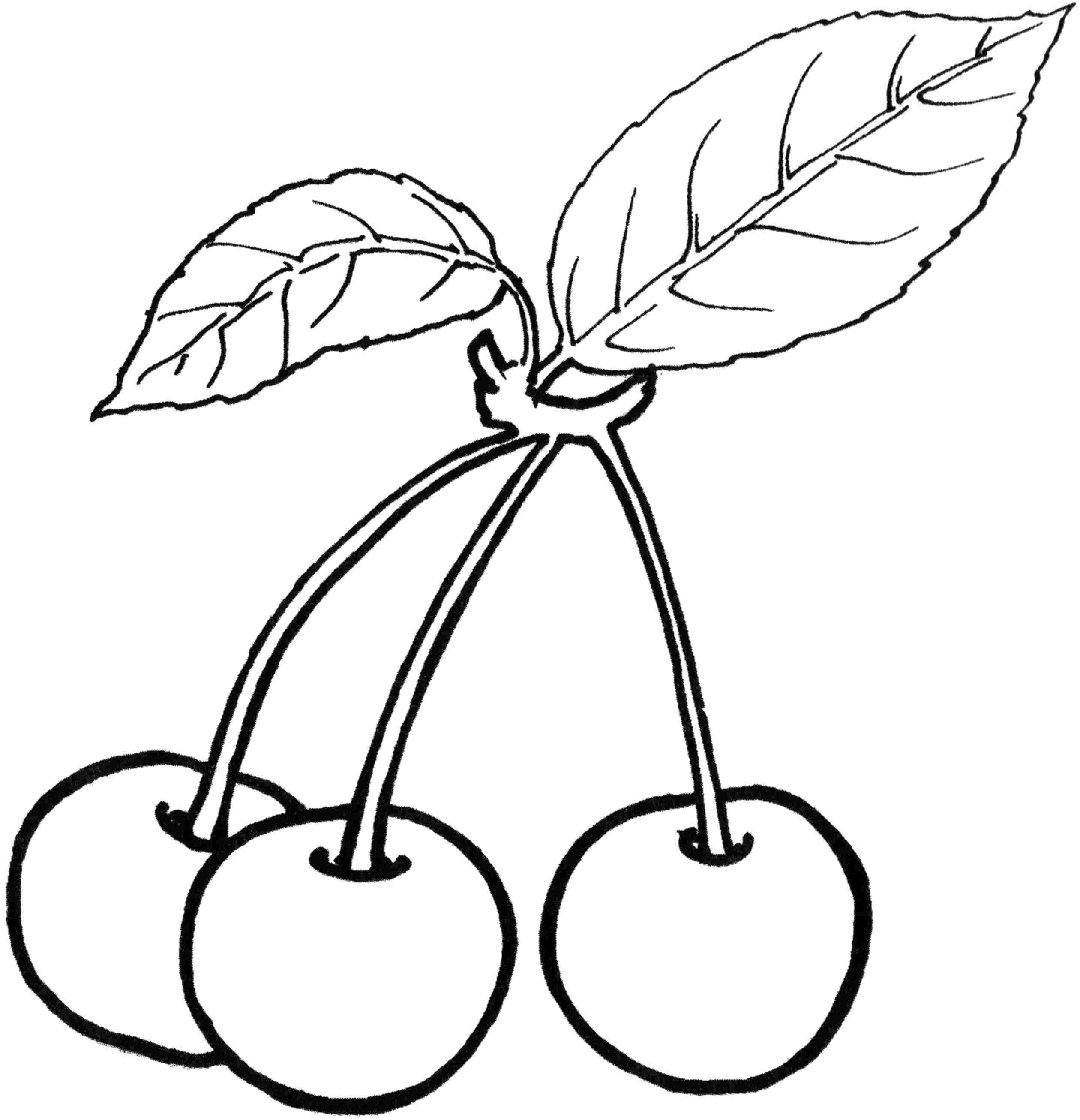 Cherry coloring page