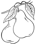 Pear coloring page