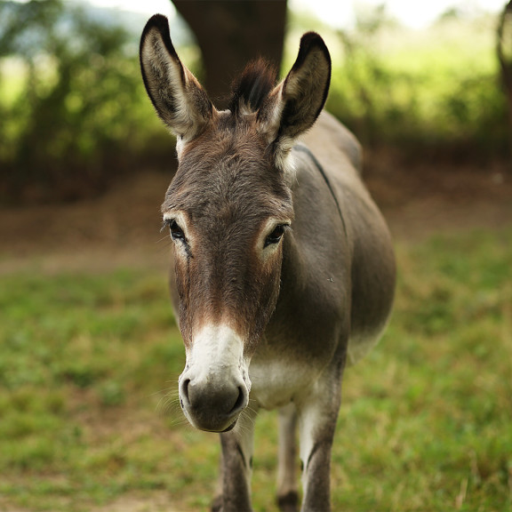 Little Donkey