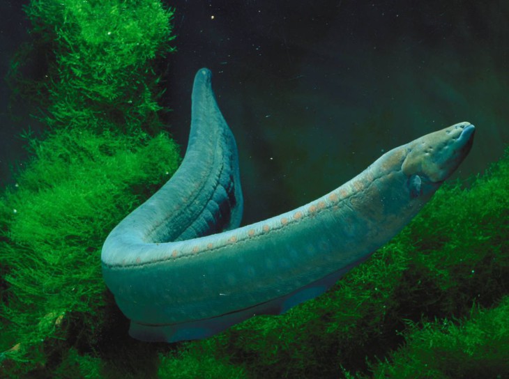 Eel