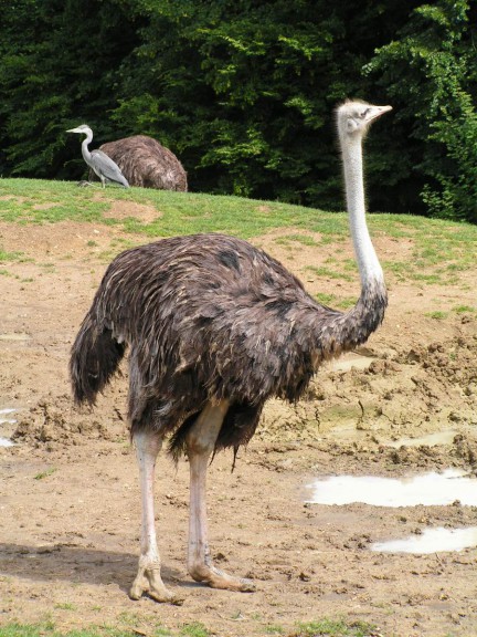 Ostrich