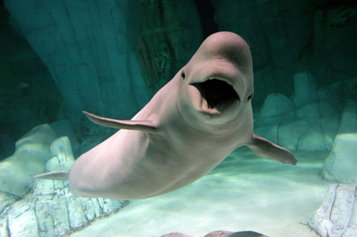 Beluga baleine