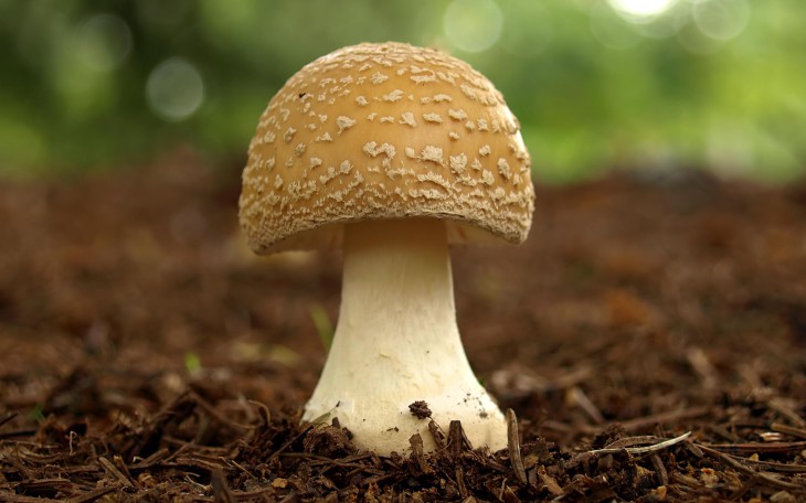 Champignon