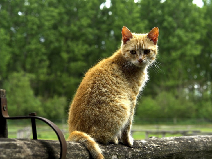 Disegno di Gatto naturale da colorare