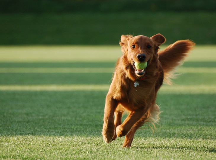 Disegno di Cane felice da colorare