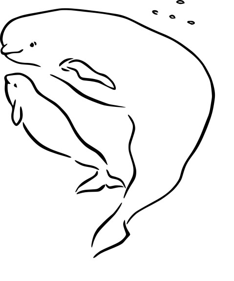 Beluga Whale coloring page