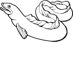 Eel coloring page