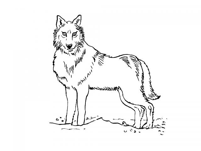 Coloriage chien loup