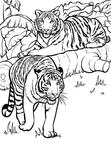 Disegno di Due tigri da colorare