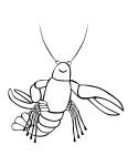 Easy Lobster coloring page