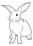 Coloriage lapin