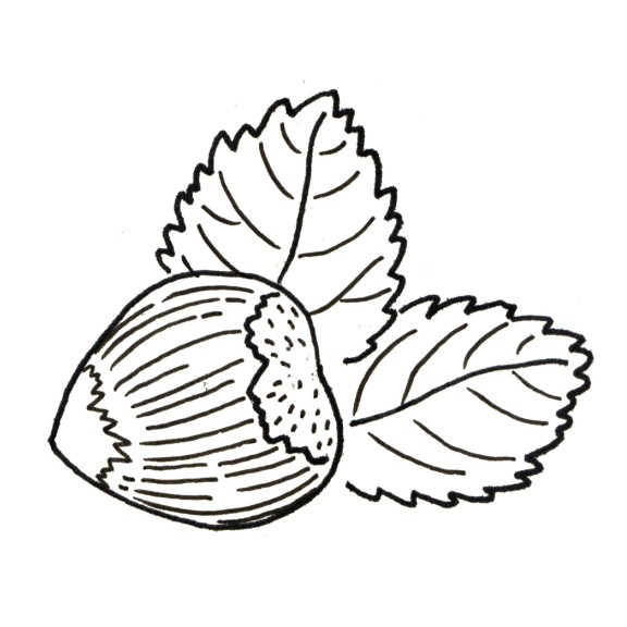 Hazelnut coloring page