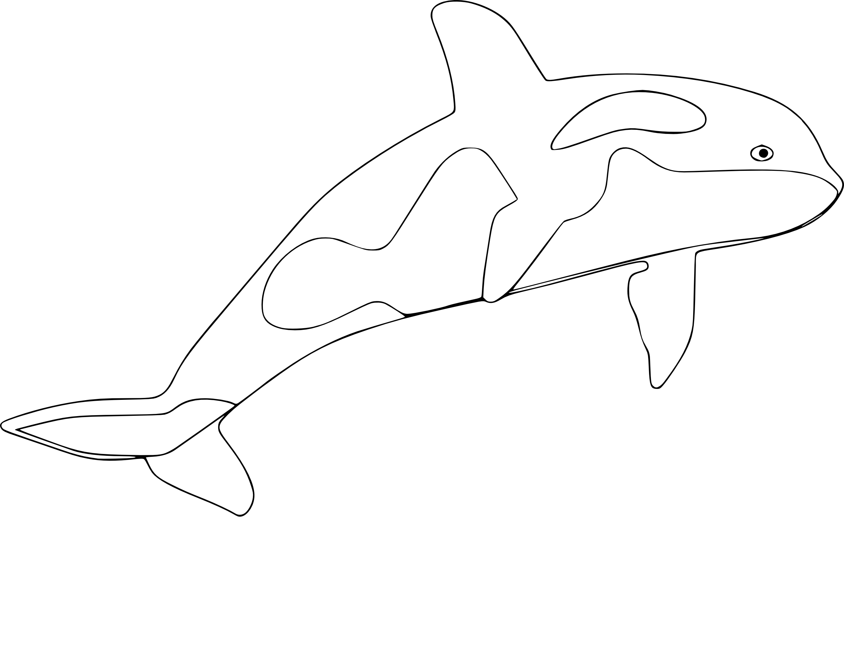 Free Killer Whale coloring page