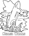 Killer Whale coloring page