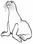 Sea Lion coloring page