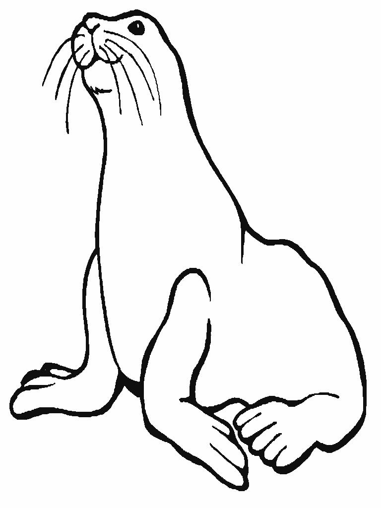 Sea Lion coloring page