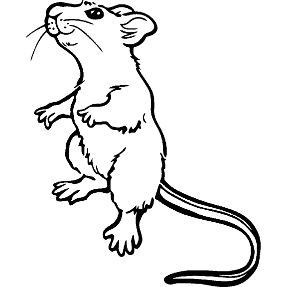 Rat coloring page