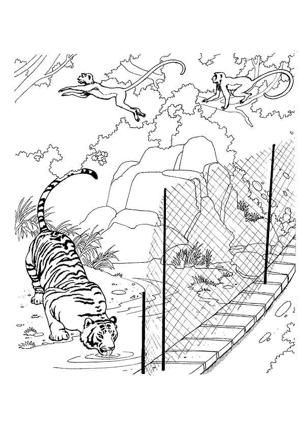 Tiger Zoo coloring page
