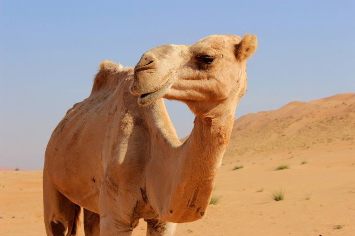 Disegno di Cammello del deserto da colorare