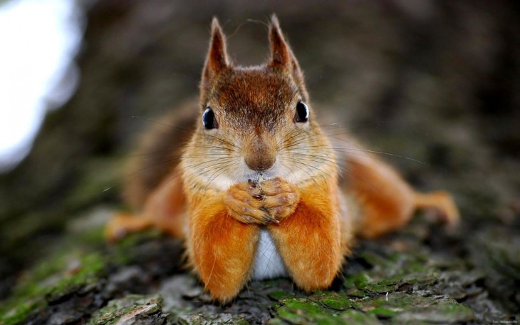 Cute Squirrel