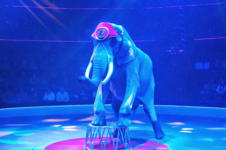 Disegno di Elefante del circo da colorare