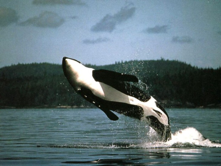 Killer Whale