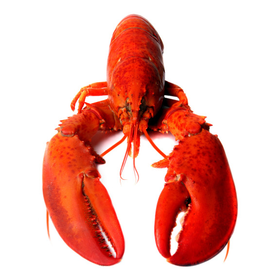 Easy Lobster