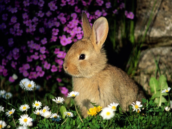 Lapin mignon