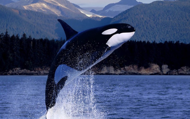 Free Killer Whale