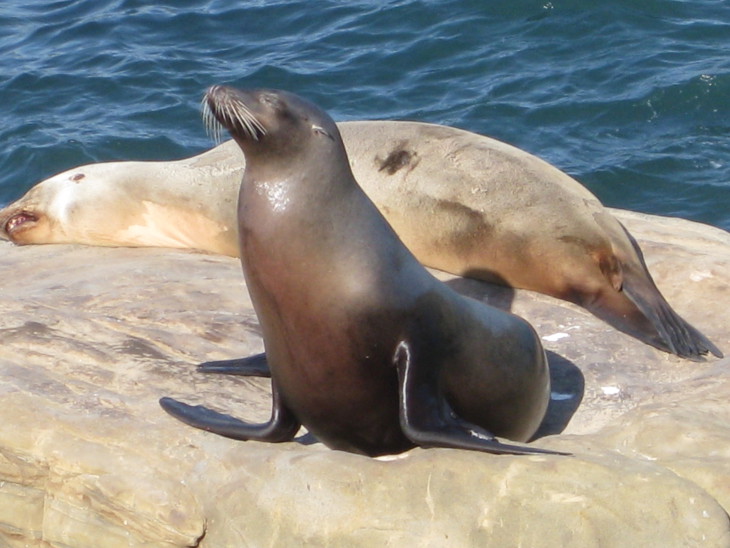 Sea Lion