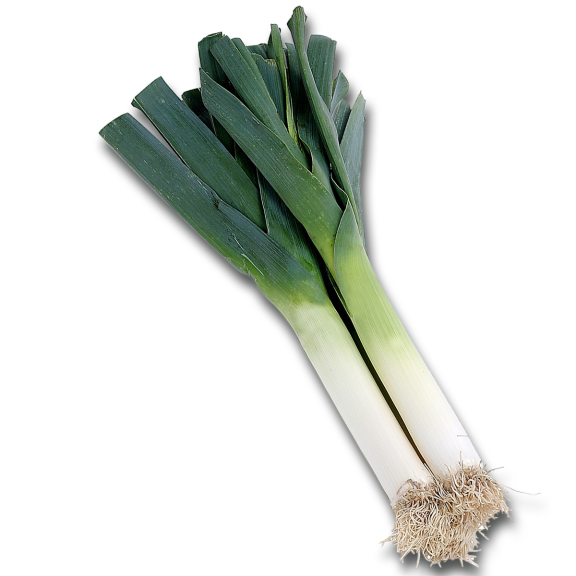 Leek