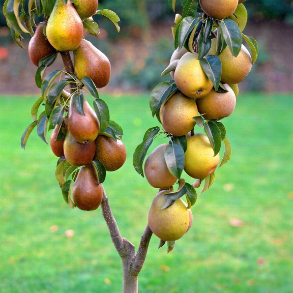 Disegno di Albero delle pere da colorare