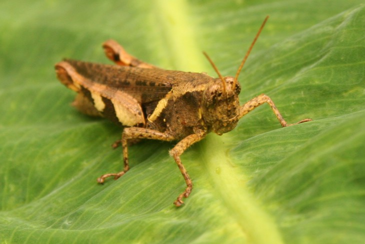 Grasshopper