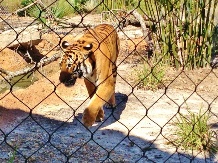 Disegno di Lo zoo delle tigri da colorare