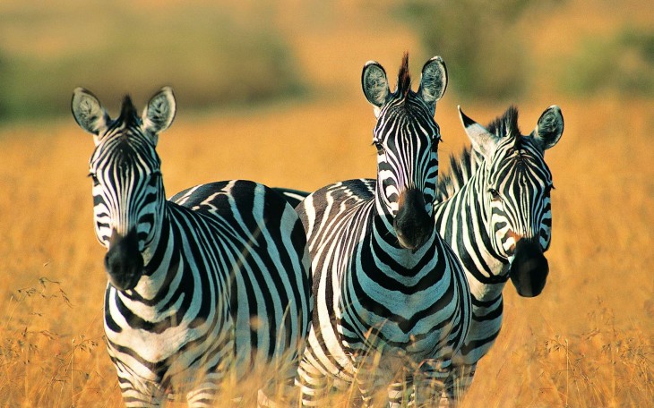 Zebres