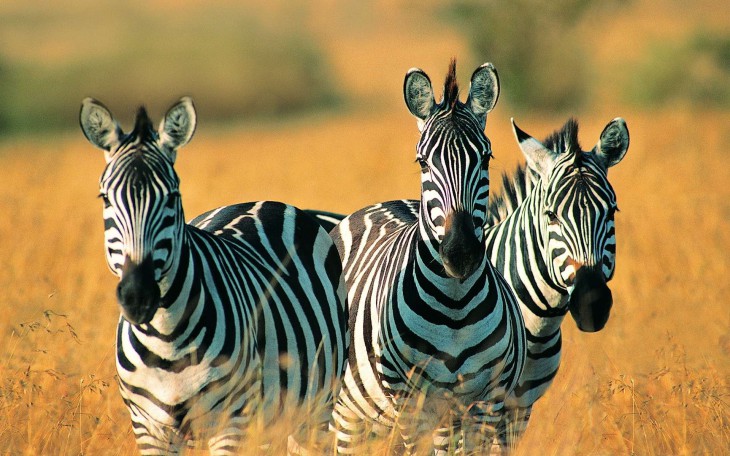 Disegno di Zebra da colorare