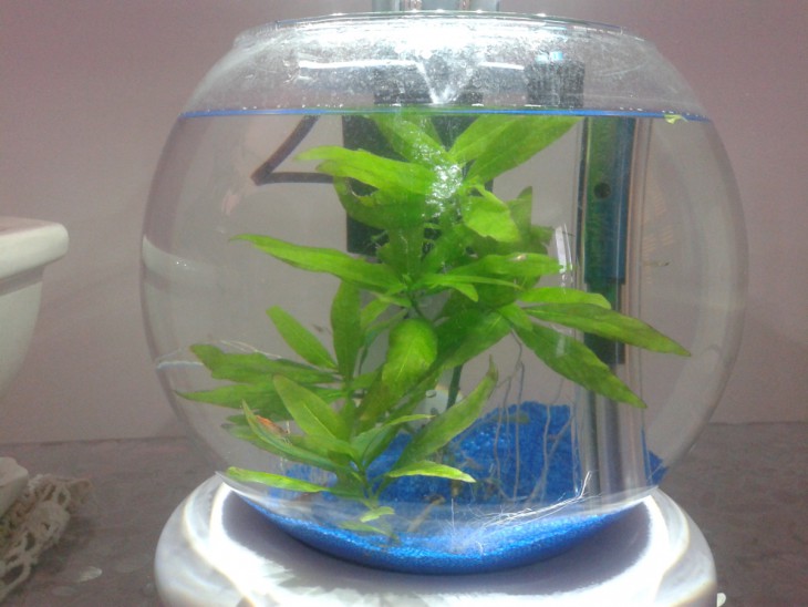 Home Aquarium