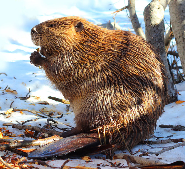 Beaver